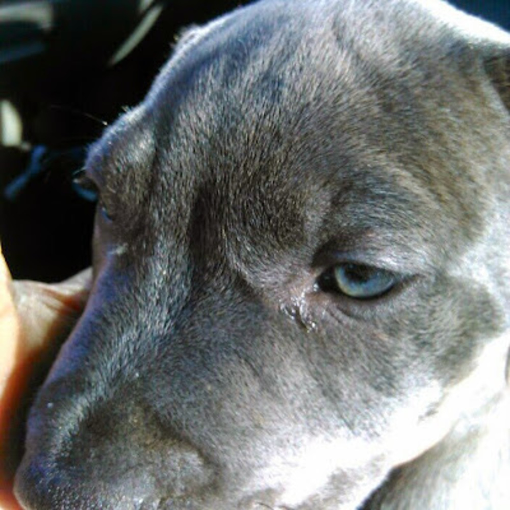 Meet your Posher, Gene